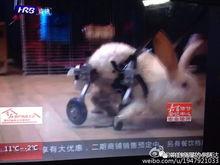 阿达娱乐吃瓜,揭秘娱乐圈最新吃瓜事件,带你领略明星幕后故事